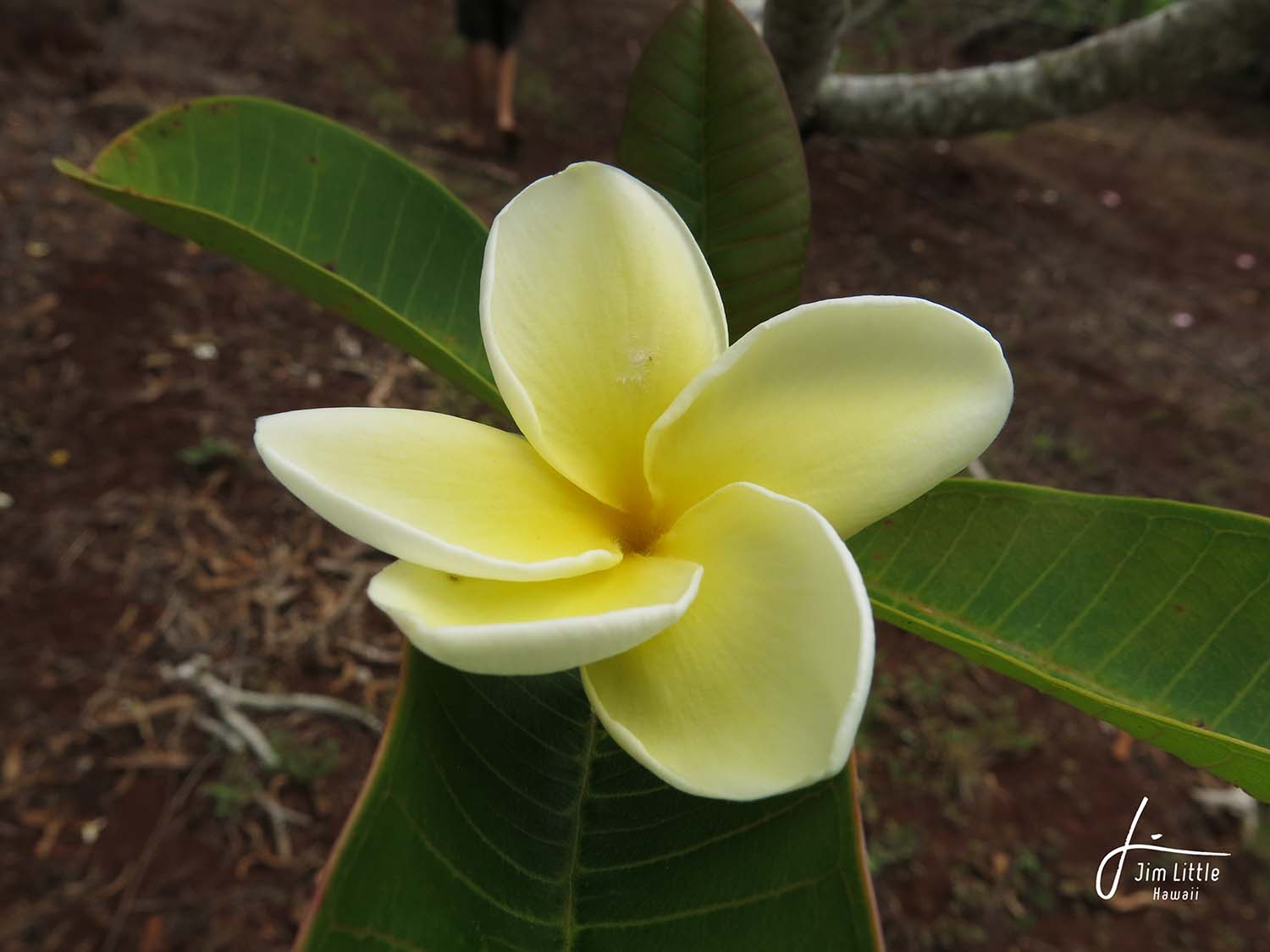 こちらは Plumeriaさん専用ページです☆の通販 by Coco's ✴︎Stone's